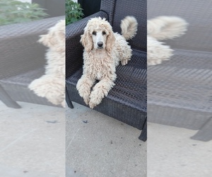 Poodle (Standard) Puppy for sale in CENTENNIAL, CO, USA