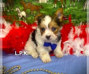 Yorkshire Terrier Puppy for sale in WINNSBORO, LA, USA