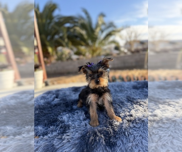 Medium Photo #3 Yorkshire Terrier Puppy For Sale in HESPERIA, CA, USA