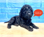 Puppy Red Goldendoodle