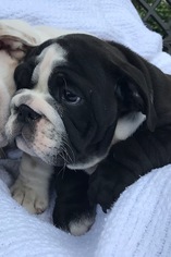 English Bulldog Puppy for sale in LUTZ, FL, USA