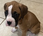 Small #4 Boxer