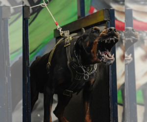 Mother of the Doberman Pinscher puppies born on 07/20/2025