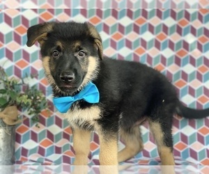 German Shepherd Dog Puppy for sale in LANCASTER, PA, USA