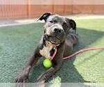 Small American Pit Bull Terrier Mix
