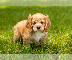 Medium Cocker Spaniel