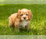 Puppy Henry Cocker Spaniel