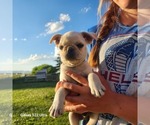 Small #4 Frenchie Pug