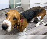 Small #1 Basset Hound