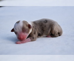 Small #2 Miniature Australian Shepherd