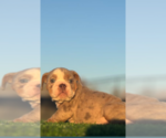 Small #24 English Bulldog