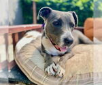 Small #4 American Pit Bull Terrier