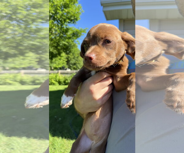 Medium Photo #5 Mutt Puppy For Sale in New London, WI, USA