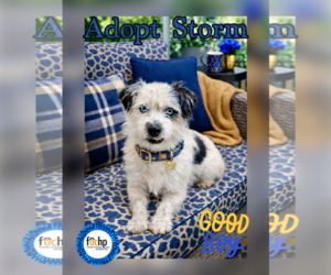 - Mix Dogs for adoption in Menifee, CA, USA