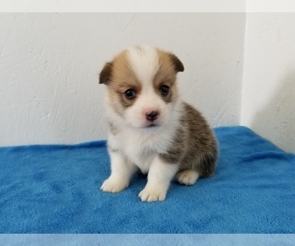 Medium Photo #3 Pembroke Welsh Corgi Puppy For Sale in CLARK, MO, USA