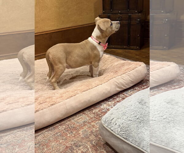 Medium Photo #2 Mutt Puppy For Sale in Rockaway, NJ, USA