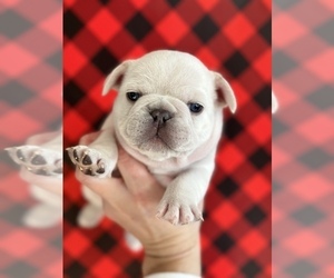 French Bulldog Puppy for sale in COLFAX, NC, USA