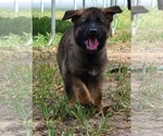 Small Photo #13 German Shepherd Dog Puppy For Sale in SUGAR LAND, TX, USA