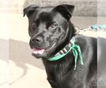 Small #2 Chow Chow-Retriever  Mix