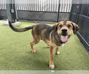 German Shepherd Dog Dogs for adoption in Waco, TX, USA