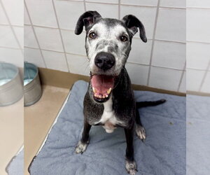 Great Dane Dogs for adoption in Bullard, TX, USA