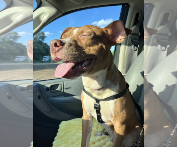 Medium Photo #3 American Pit Bull Terrier-American Staffordshire Terrier Mix Puppy For Sale in Oakhurst, NJ, USA