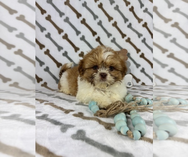 Medium Photo #5 Shih Tzu Puppy For Sale in INDIANAPOLIS, IN, USA