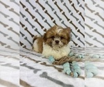 Small #4 Shih Tzu