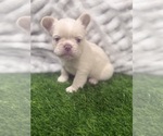 Puppy Snow French Bulldog