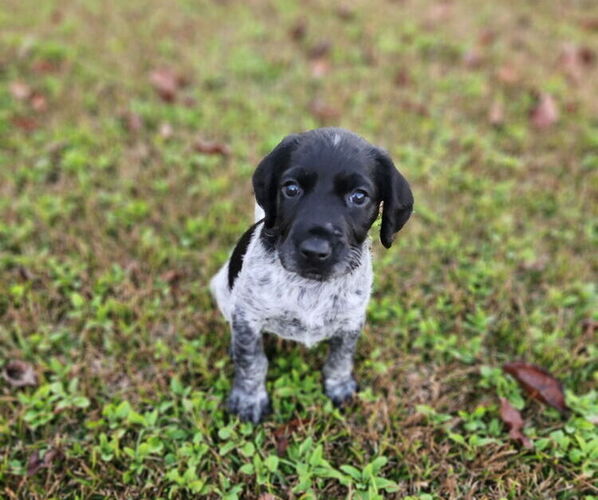 Medium Photo #5 German Shorthaired Pointer-Goldendoodle Mix Puppy For Sale in WILLACOOCHEE, GA, USA