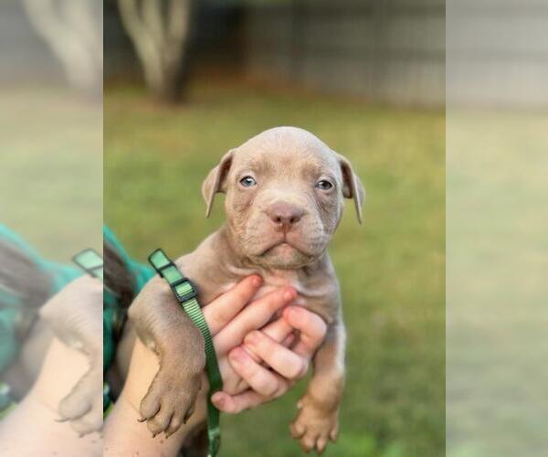 Medium Photo #7 American Bully Puppy For Sale in PICKENS, SC, USA