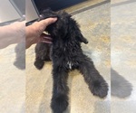 Small Photo #7 F2 Aussiedoodle Puppy For Sale in BUSH, LA, USA