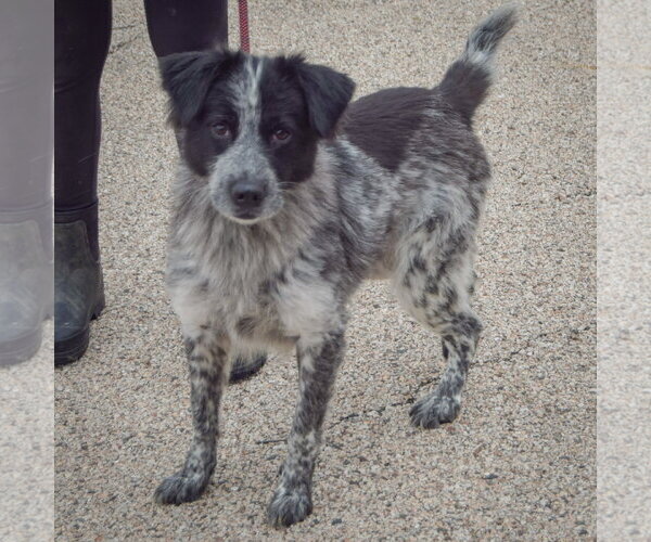 Medium Photo #2 Border-Aussie Puppy For Sale in Huntley, IL, USA