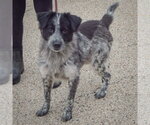 Small Photo #2 Border-Aussie Puppy For Sale in Huntley, IL, USA