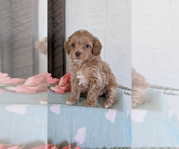 Medium Photo #3 Cockapoo (Toy) Puppy For Sale in GOSHEN, IN, USA