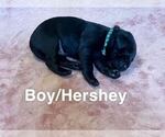 Small Photo #5 Labrador Retriever Puppy For Sale in CLARKESVILLE, GA, USA