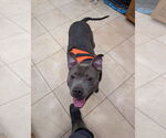 Small #3 Blue Lacy Mix