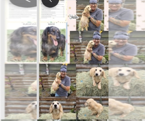 Medium Photo #1 Dachshund Puppy For Sale in SEBRING, FL, USA