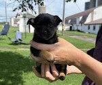 Small #2 Rat Terrier