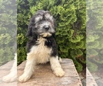 Small #4 Cockapoo