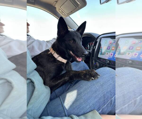 Medium Photo #2 Holland Shepherd-Unknown Mix Puppy For Sale in Imlay City, MI, USA