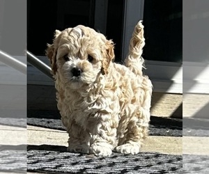 Medium Cockapoo (Miniature)