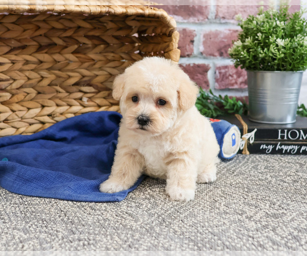 Medium Photo #9 Poodle (Toy)-West Highland White Terrier Mix Puppy For Sale in SYRACUSE, IN, USA