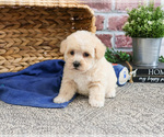 Small #8 Poodle (Toy)-West Highland White Terrier Mix