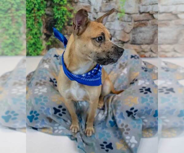 Medium Photo #3 Mutt Puppy For Sale in Kennesaw, GA, USA