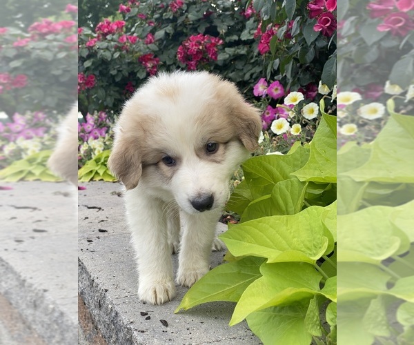 Medium Photo #1 Great Pyrenees Puppy For Sale in CANOGA, NY, USA