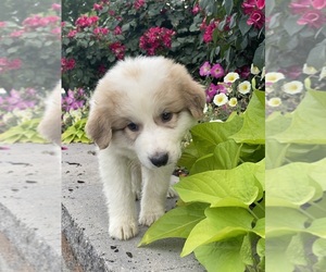 Great Pyrenees Puppy for sale in CANOGA, NY, USA