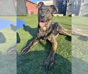 Mutt Dogs for adoption in San Francisco, CA, USA