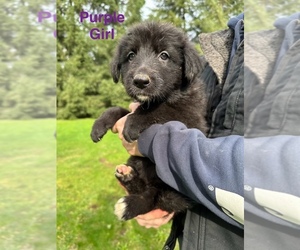 Shollie Puppy for sale in STAYTON, OR, USA