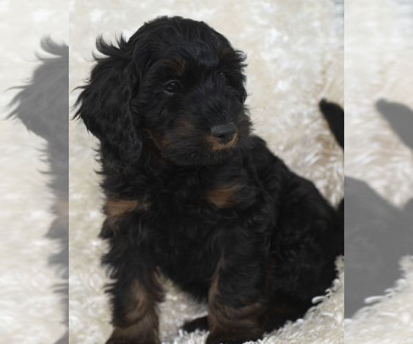 Medium Photo #4 Goldendoodle Puppy For Sale in TOPEKA, KS, USA